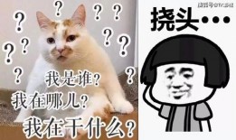 娱乐圈吃瓜爆料的小说小香猪推荐,小香猪带你揭秘幕后真相